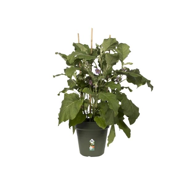 elho vaso per piante e fiori green basics growpot  in polipropilene verde h 27.7 cm l 30 x p 27.1 cm Ø 30 cm