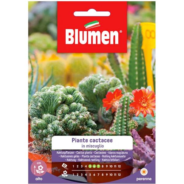 blumen piante cactacee in mix