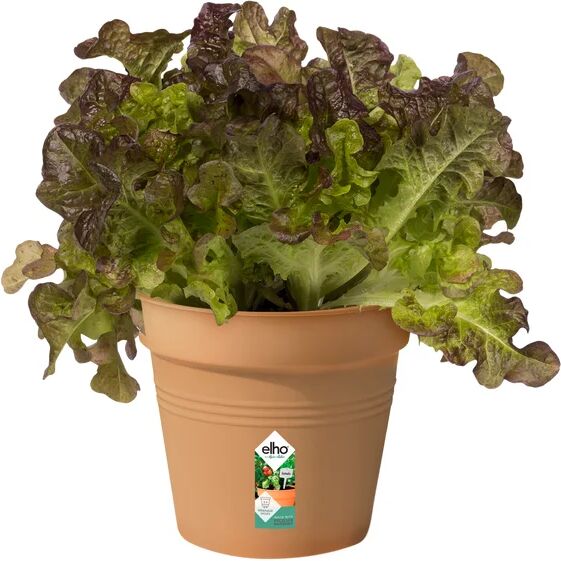 elho vaso per piante e fiori green basics growpot  in polipropilene marrone h 13.9 cm