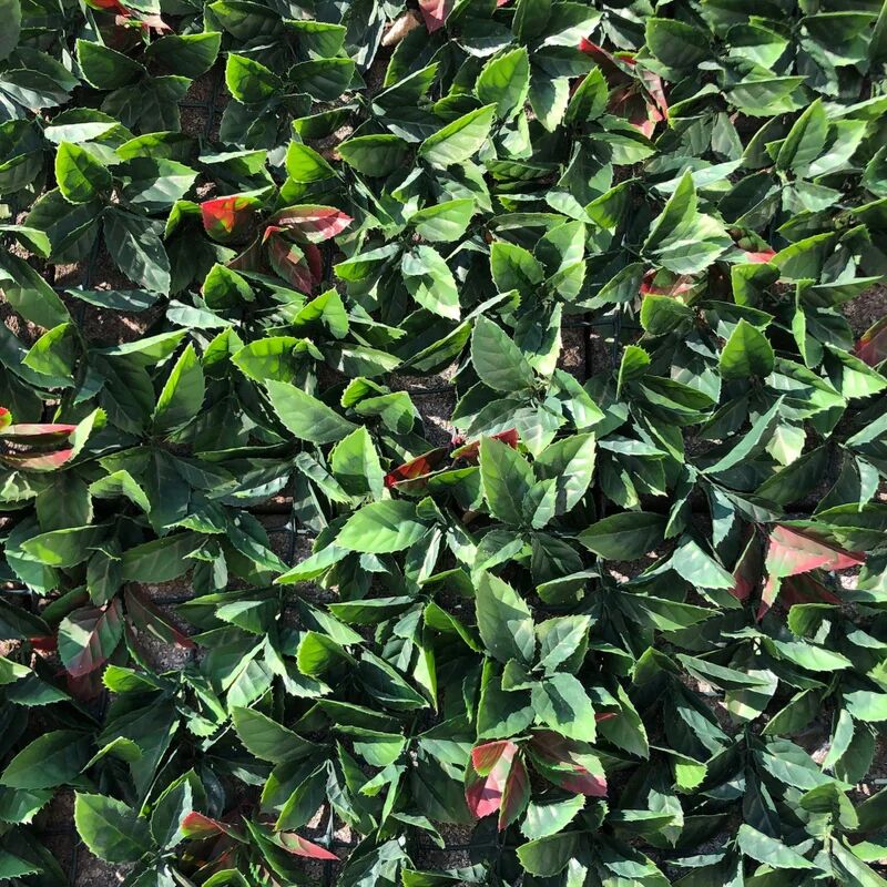 naterial parete verde artificiale photinia divy 3d in polietilene, verde h 1 m x l 3 m