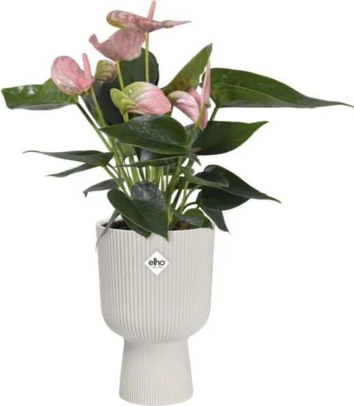 elho coprivaso per piante e fiori vibes fold coupe  in polipropilene bianco h 21 cm Ø 14 cm