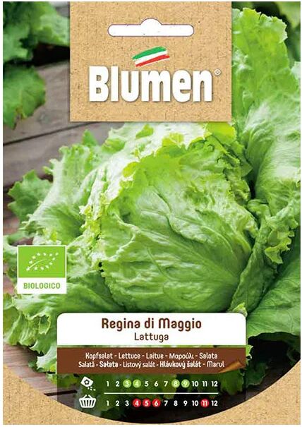 blumen semi bio lattuga primaverile regina di maggio