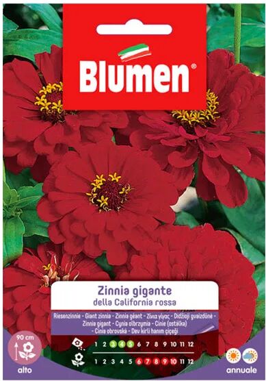 blumen semi zinnia gigante rossa