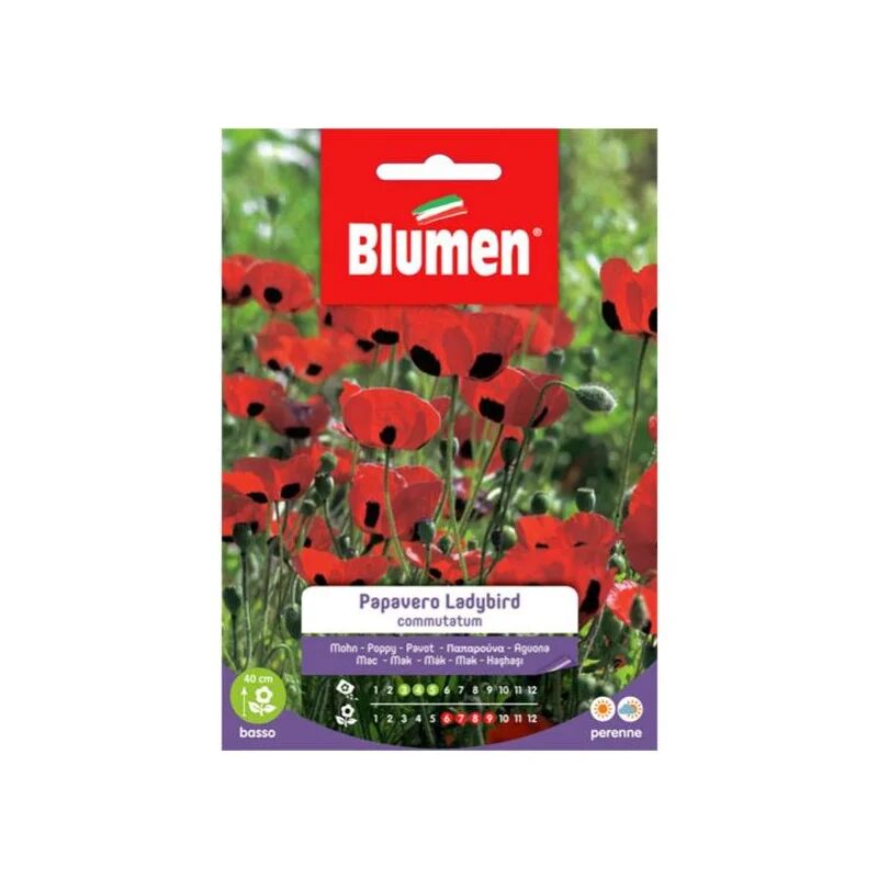 blumen semi papavero ladybird