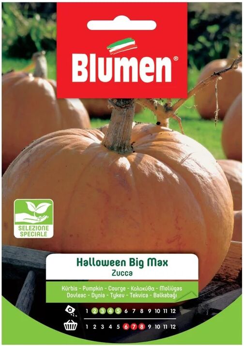 BLUMEN Seme per orto Halloween Big Max