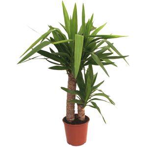 Leroy Merlin Pianta da interno £1YUCCA V.19