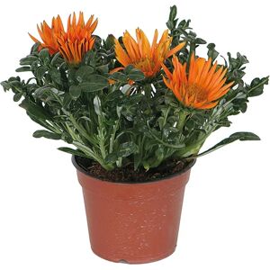 Leroy Merlin Gazania   Pz.3  Ø 14 cm