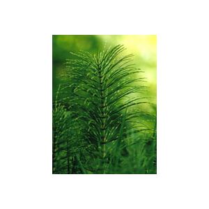 Herboplanet Tsa Equisetum Arvense 50 ml