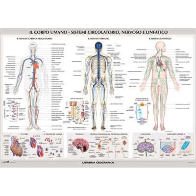 Corpo umano: sistemi circolatorio, nervoso e linfatico. Carta murale scientifica. Ediz. a colori Corpo umano: sistemi circolatorio, nervoso e linfatico. Carta murale scientifica. Ediz. a colori