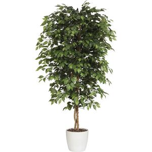 kaiserkraft Ficus benjamina -