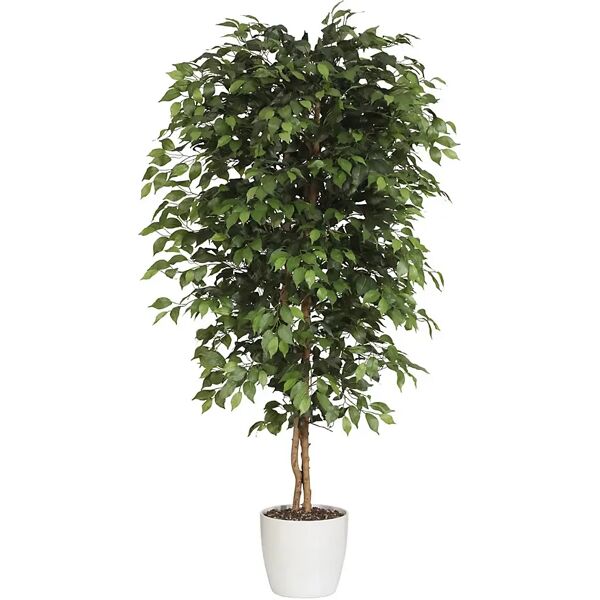 kaiserkraft ficus benjamina -