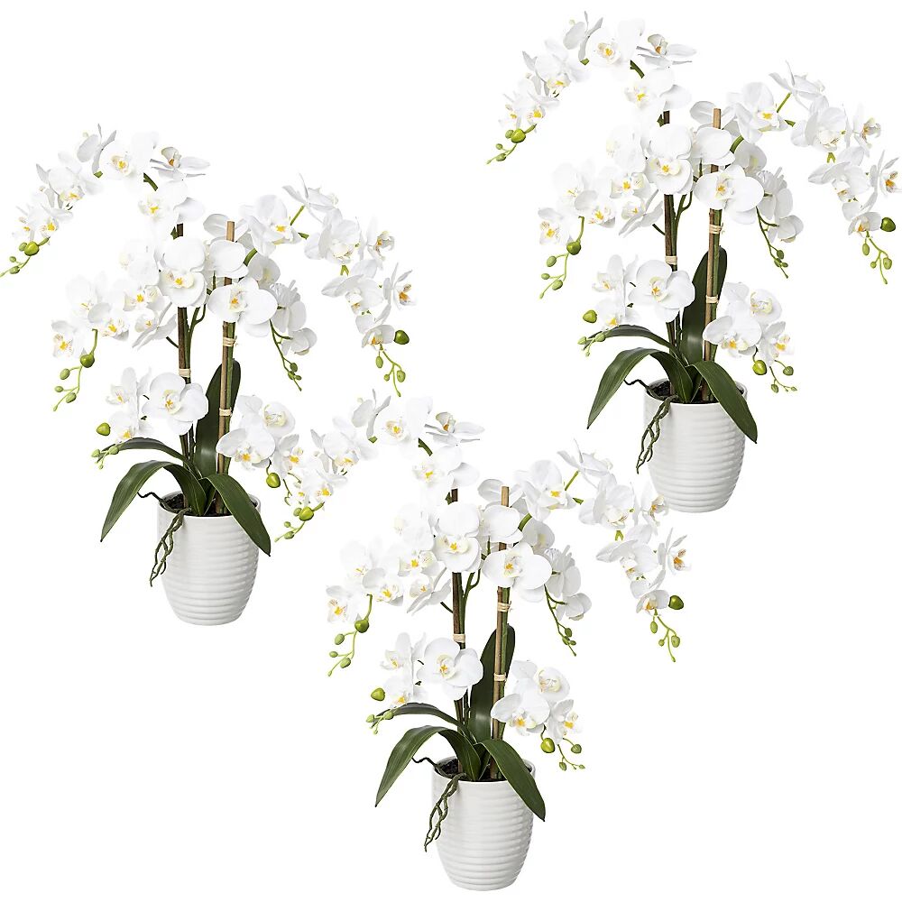 kaiserkraft orchidea phalaenopsis, real touch -