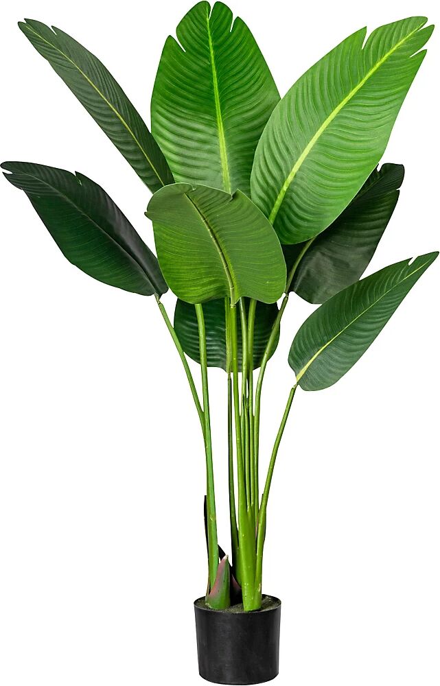 kaiserkraft Strelitzia nicolai -