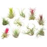 groupon 10 Piante Di Tillandsia