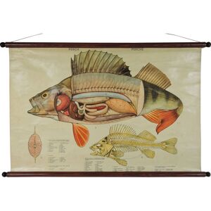 Anonyme Poster murale d'epoca sull'anatomia dei pesci, 1970