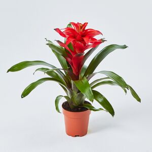 Interflora Athena