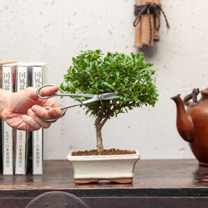 Interflora Ilex bonsai