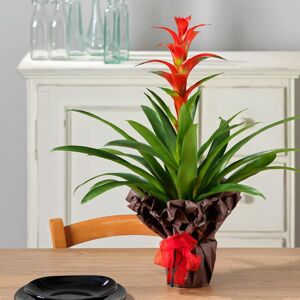 Interflora Guzmania