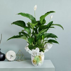 Interflora Spathiphyllum