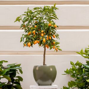 Interflora Kumquat