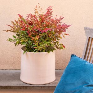 Interflora Nandina Domestica