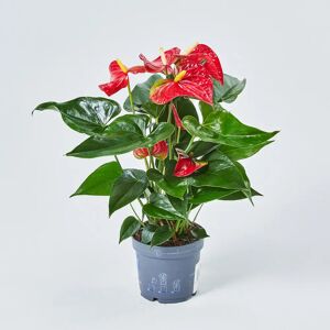 Interflora Eros