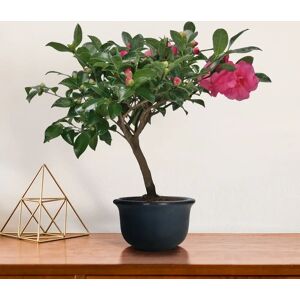 Interflora Camelia bonsai