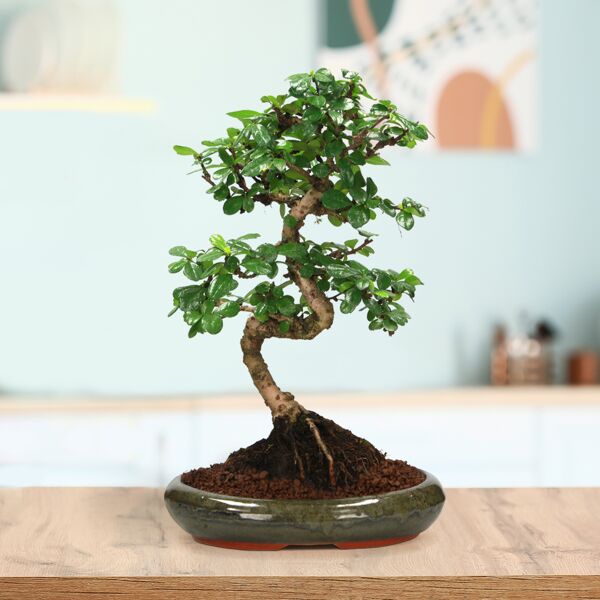 interflora bonsai carmona