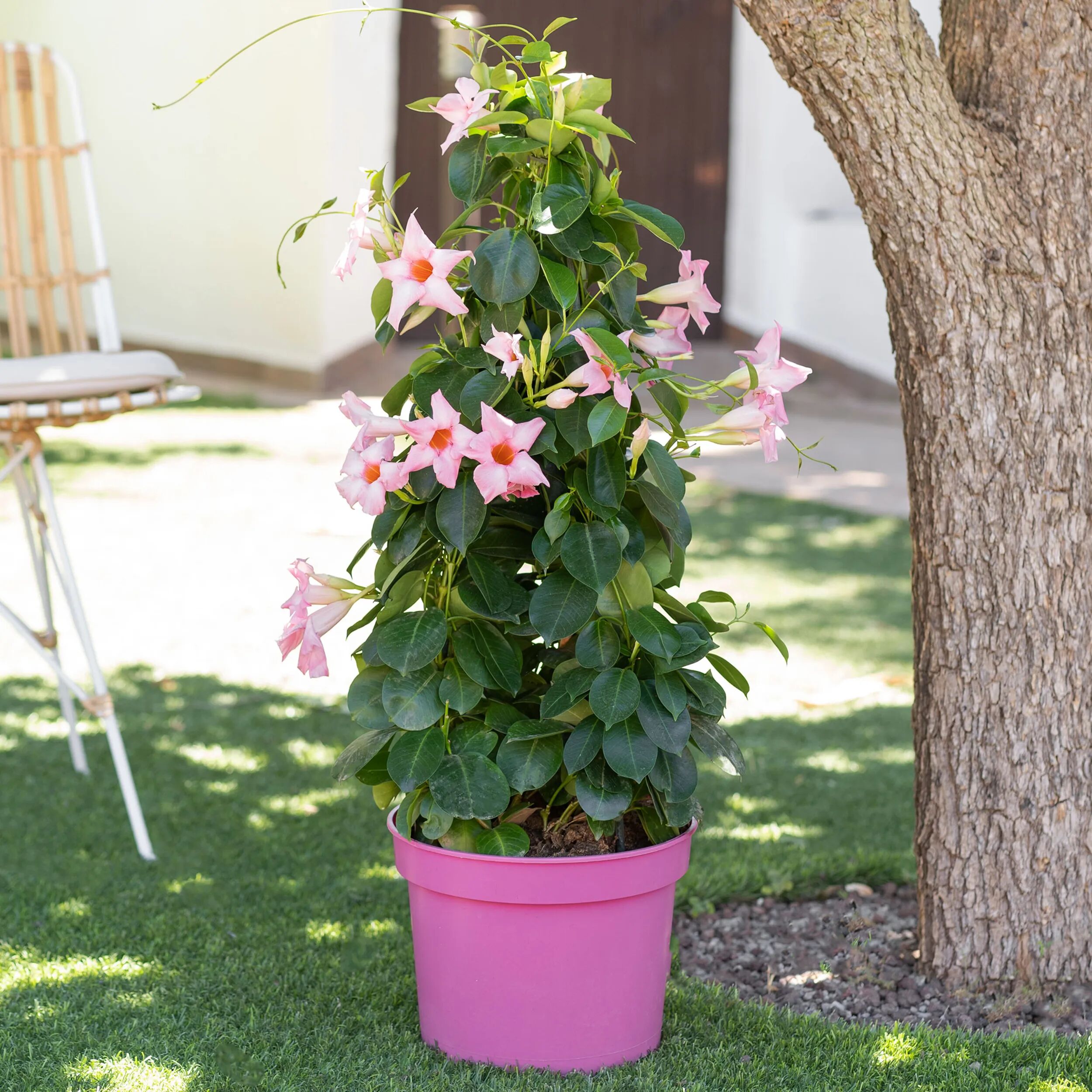 Interflora Dipladenia