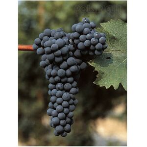 Polsinelli Barbatella Cabernet sauvignon (10 pezzi)