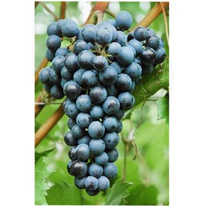 Polsinelli Barbatella Merlot Khorus Resistente (10 pezzi)