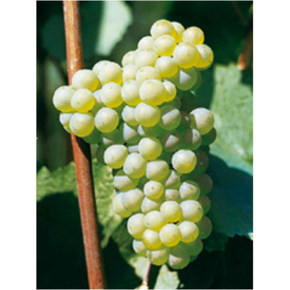 Polsinelli Barbatella Chardonnay (100 pezzi)