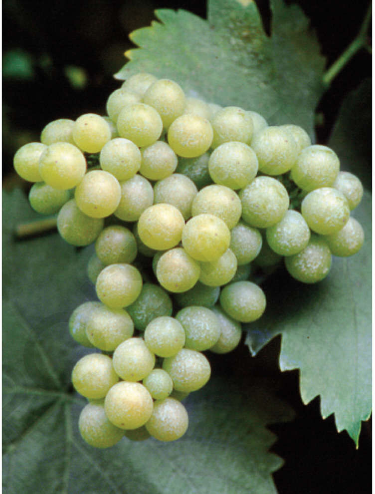 Polsinelli Barbatella Moscato di Terracina (10 pezzi)