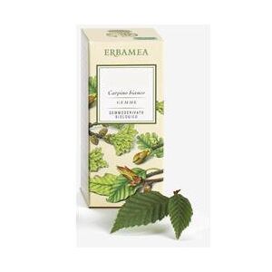 Erbamea Srl Betula Verrucosa Linfa Gemmode