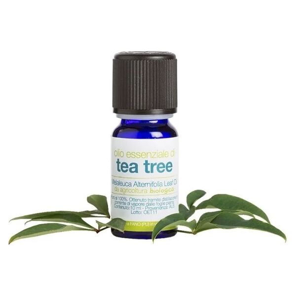 la saponaria oli essenziali olio essenziale di tea tree