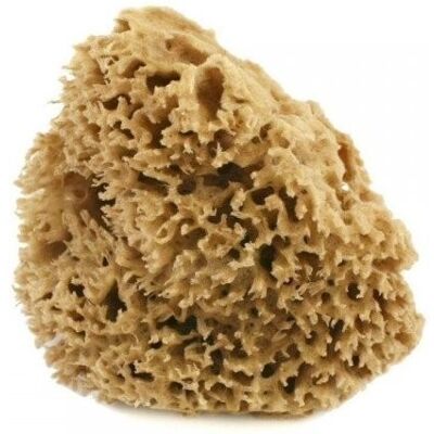 cose della natura Spugna arcipelago Lavata 4/5 gr cose della natura Spugna arcipelago Lavata 4/5 gr