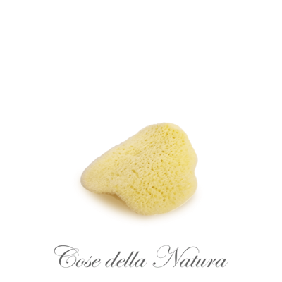 cose della natura Flatty Sponge Petalo di Mare cose della natura Flatty Sponge Petalo di Mare