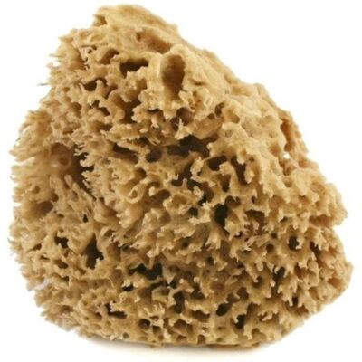 cose della natura Spugna Arcipelago Lavata 8/10 gr cose della natura Spugna Arcipelago Lavata 8/10 gr