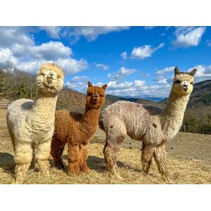 SmartBox Una passeggiata con gli alpaca e visita in fattoria per tutta la famiglia