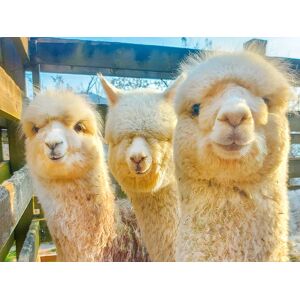 SmartBox Emozioni nella Val di Cembra: passeggiata con alpaca e visita interattiva in azienda