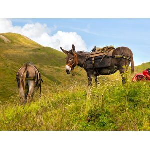 SmartBox Trekking con asinelli a Rocca Calascio e Santo Stefano di Sessanio con light lunch per 4