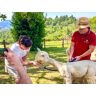 SmartBox Gita con gli alpaca in Toscana per 2 adulti e 2 bambini