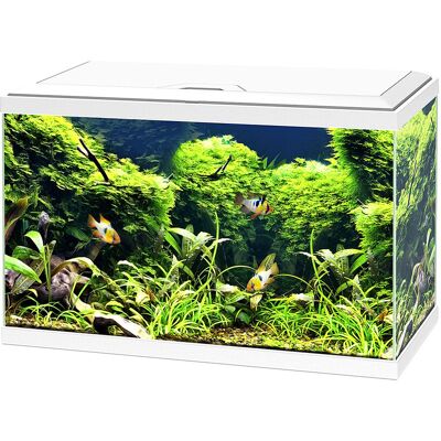 Askoll Ciano Aqua 60 Led Acquario - Filtrazione Biologica, 58L Askoll Ciano Aqua 60 Led Acquario - Filtrazione Biologica, 58L