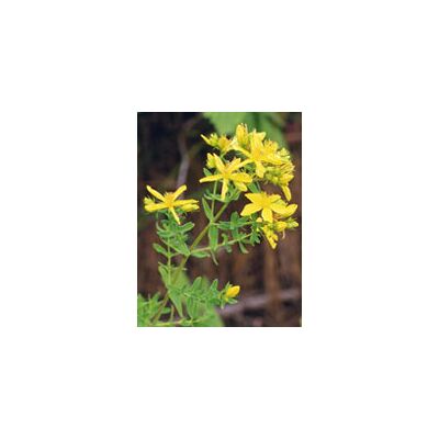Herboplanet Tsa Hypericum Perforatum - Estratto di Iperico - 50 ml Integratore Alimentare Herboplanet Tsa Hypericum Perforatum - Estratto di Iperico - 50 ml Integratore Alimentare