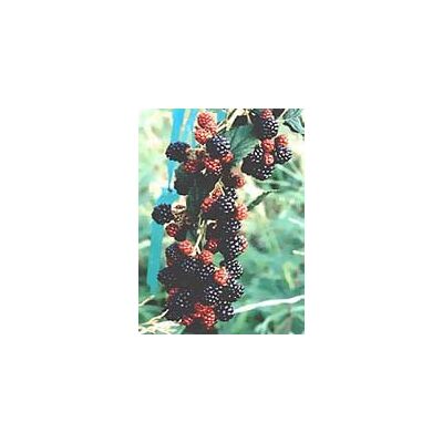 Herboplanet Msa Rovo Frutti - Integratore erboristico per respirazione & ossa Herboplanet Msa Rovo Frutti - Integratore erboristico per respirazione & ossa