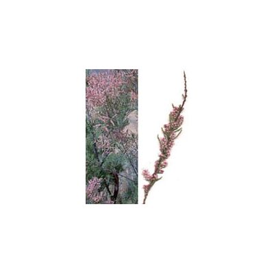 Herboplanet Tamarix Gallica Macerato Glicerico - 50ml - Supporto Sangue Herboplanet Tamarix Gallica Macerato Glicerico - 50ml - Supporto Sangue