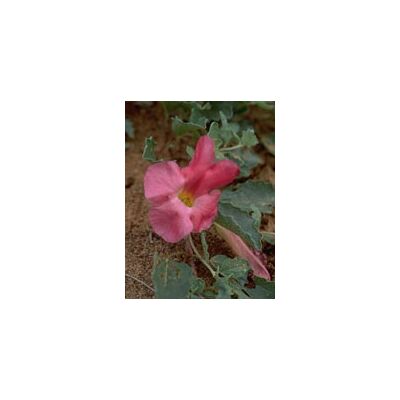 Herboplanet Tsa Harpagophytum 50ml - Integratore erboristico per le articolazioni Herboplanet Tsa Harpagophytum 50ml - Integratore erboristico per le articolazioni