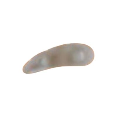 ORIONE OK P G114 CUSC ANELL DX ORIONE OK P G114 CUSC ANELL DX