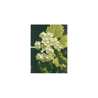 Herboplanet Tsa Crataegus Oxycanthia - Supporto Cardiovascolare Herboplanet Tsa Crataegus Oxycanthia - Supporto Cardiovascolare