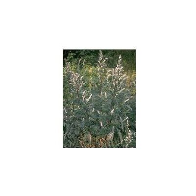 Herboplanet Srl Tsa Artemisia Vulgaris 50 ml - Integratore erboristico digestivo Herboplanet Srl Tsa Artemisia Vulgaris 50 ml - Integratore erboristico digestivo